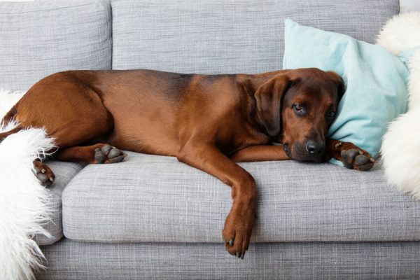 How To Keep Your Dog Happy When You Live In A Small Apartment