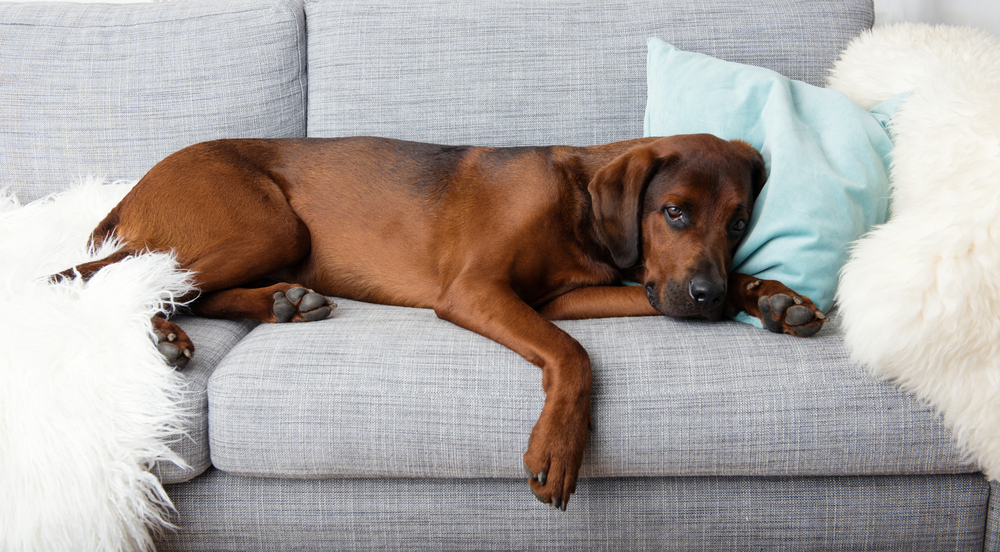 How To Keep Your Dog Happy When You Live In A Small Apartment