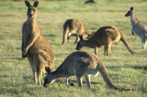 Australia National Animal