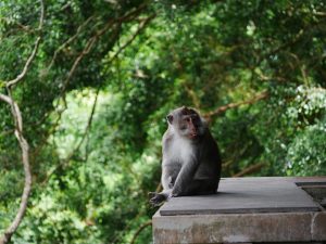 Monkey forest Ubud