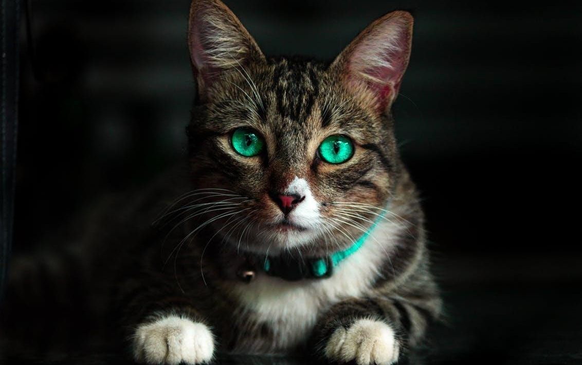 10 Interesting Facts about Cats You Might Not Know