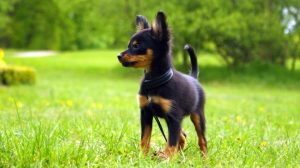 Russian Toy Small Dog Breeds