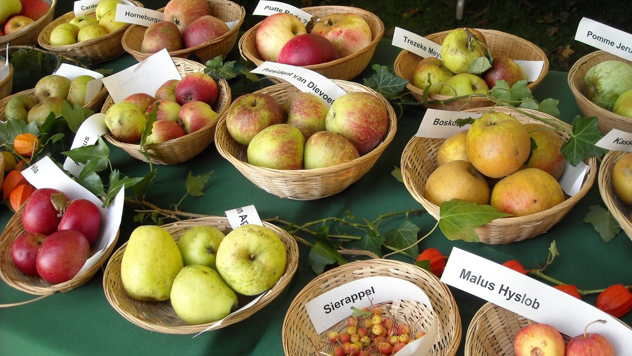 apple varieties