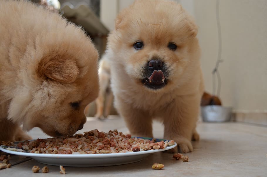 Best Food for Puppies