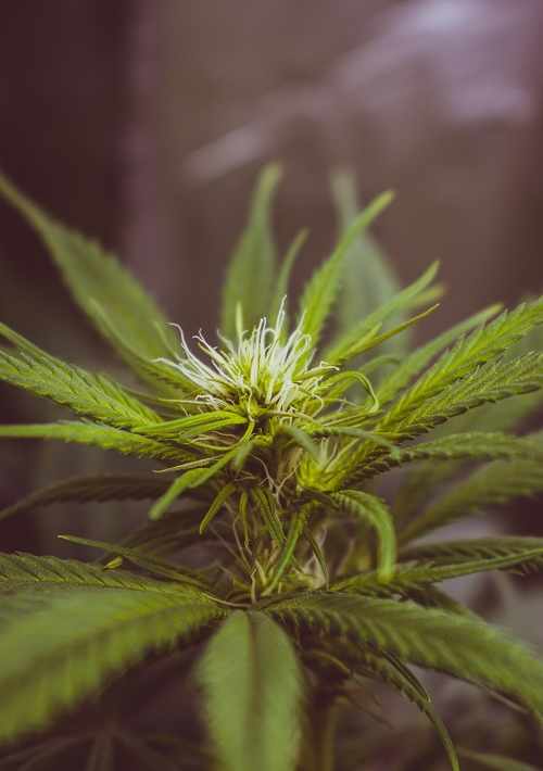 Benefits Of Medical Marijuana