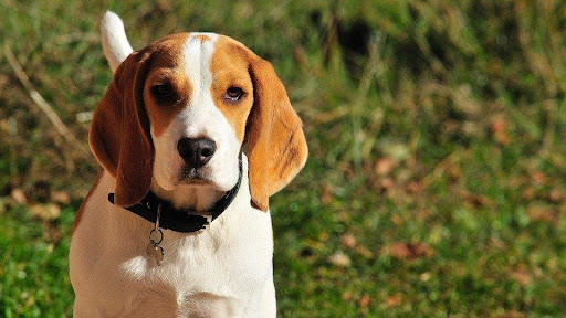 Beagles Family Pets