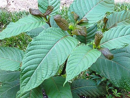 Kratom vs. Kava: The Differences to Know About