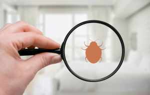 Pest-Proof Your Home