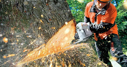 Tree Services in Vancouver