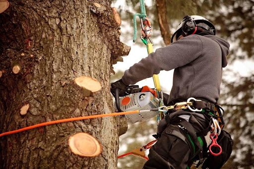 What Can You Expect From Tree Services in Vancouver WA