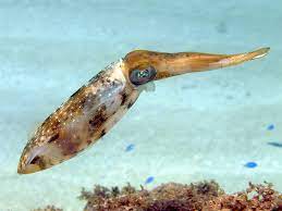 what is calamari