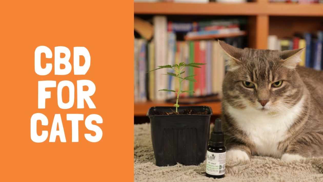 CBD to Your Cats