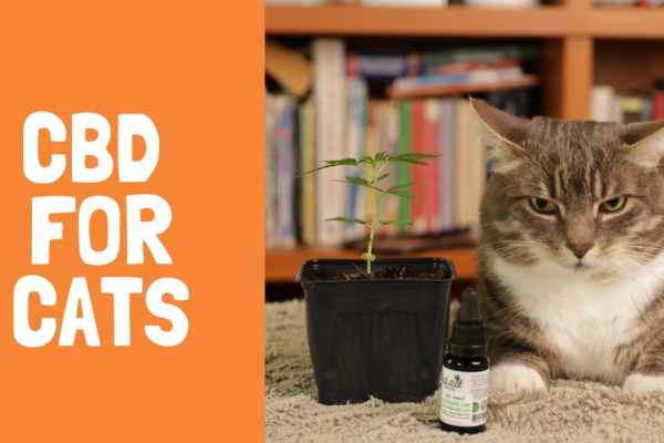 4 Best Ways to Give CBD to Your Cats