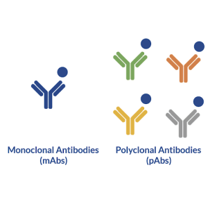 Monoclonal Antibodies2