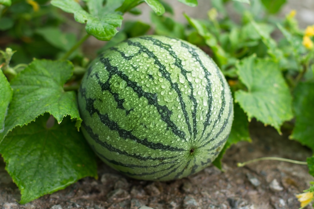 Planting of watermelon