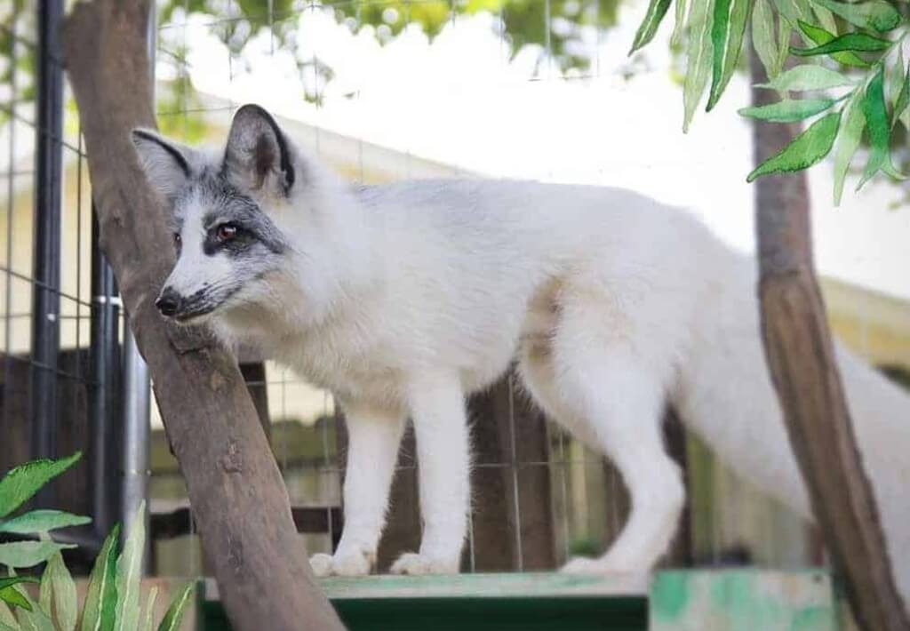 Canadian marble fox