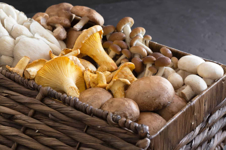 What is mushroom nootropics? Get know everything about it