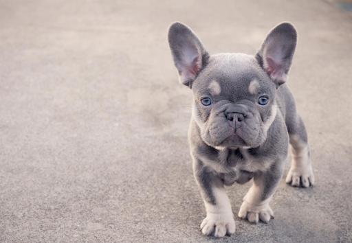 What You Need To Know About French Bulldogs Grooming Needs?