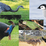 Are Birds Mammals? Understanding Avian Classification