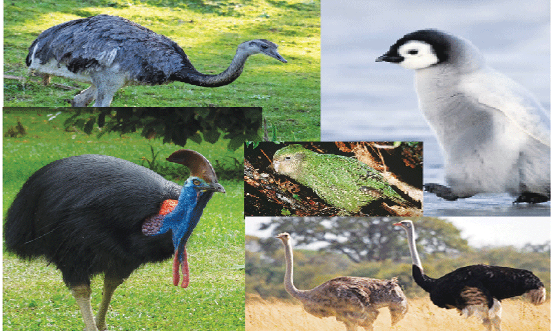 Are Birds Mammals? Understanding Avian Classification