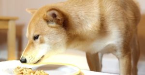 Can dogs eat Cheerios