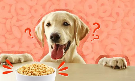 Can dogs eat Cheerios