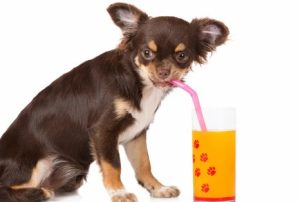 Can Dogs Have Orange Juice