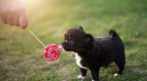 Can Dogs Have Peppermint