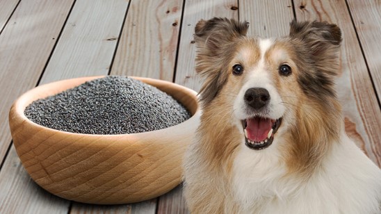 Can Dogs Have Poppy Seeds