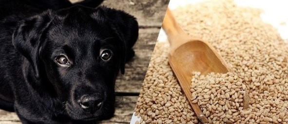 Can Dogs Have Sesame Seeds