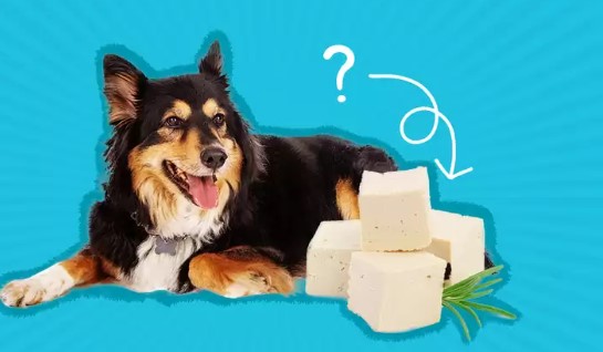 Can Dogs Have Tofu